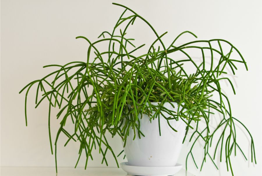 rhipsalis care