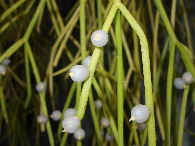 rhipsalis care mistletoe cactus fruits