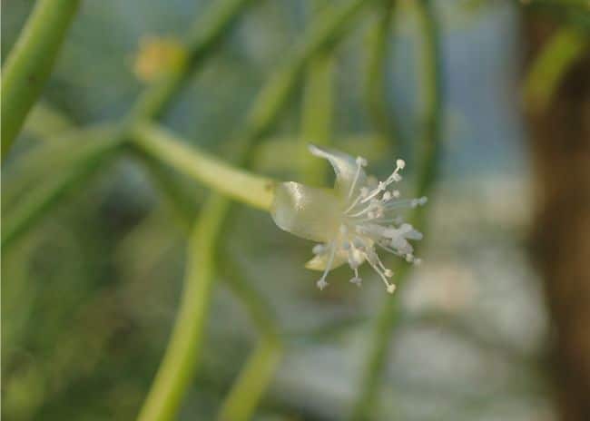 rhipsalis baccifera flower