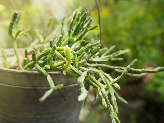 rhipsalis care