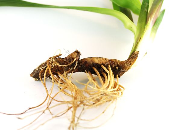 rhizome of plant