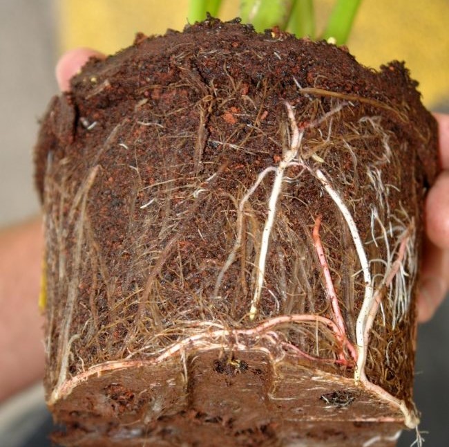 root rot common houseplant diseases