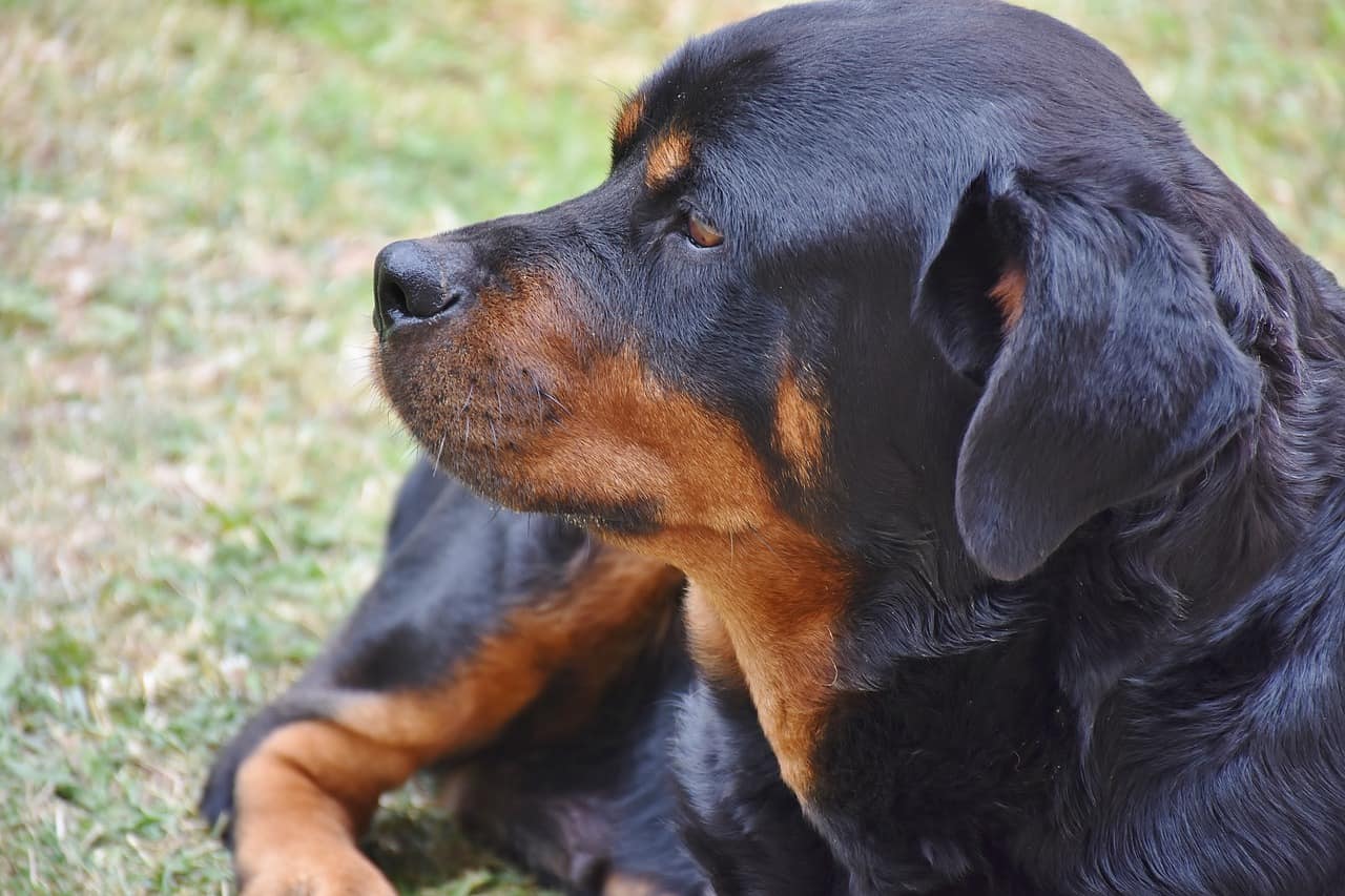 rottweiler close up