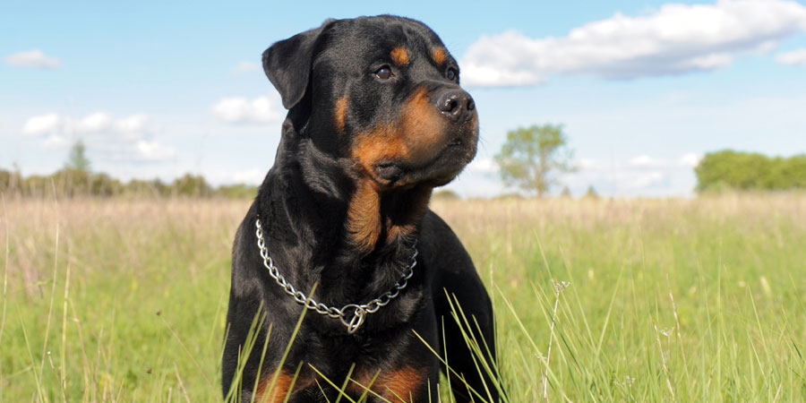 rottweiler_6