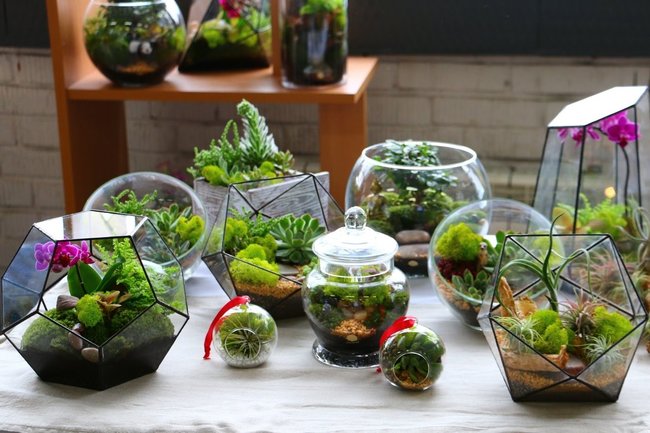 How Does A Terrarium Work