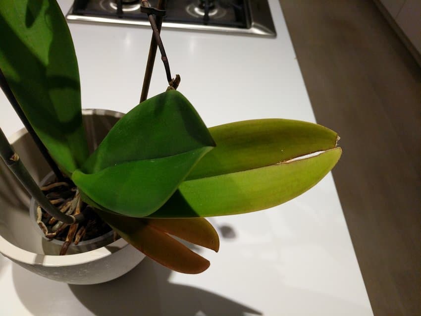 why are my orchid leaves splitting