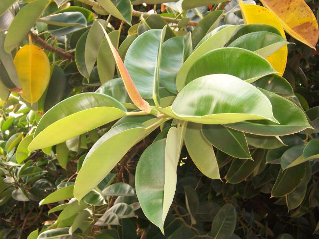 too much light causing leaf curling on rubber plant