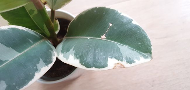 rubber plant leaves turning brown