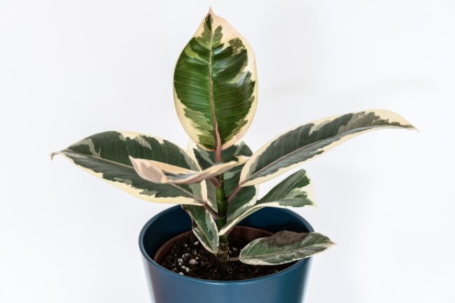 rubber plant leaves turning brown