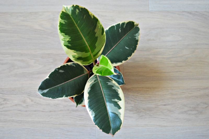 rubber plant leaves turning brown