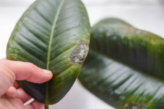 rubber plant leaves turning brown