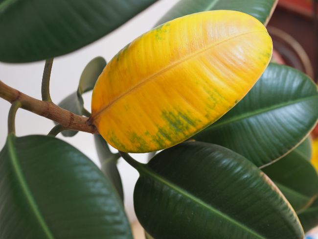 rubber plant leaves turning yellow