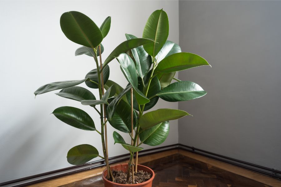 rubber plant losing leaves