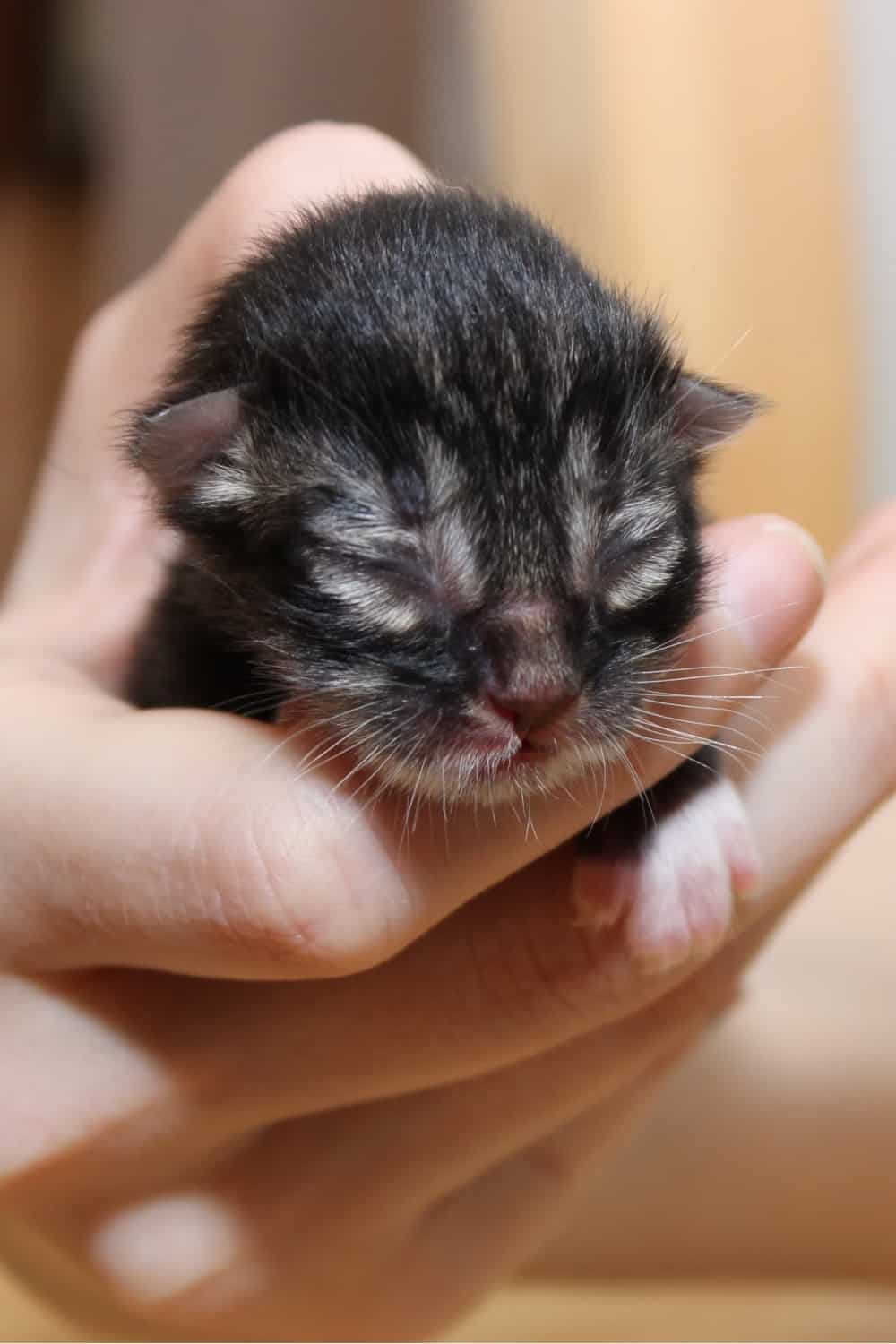 runt kitten being held in hand