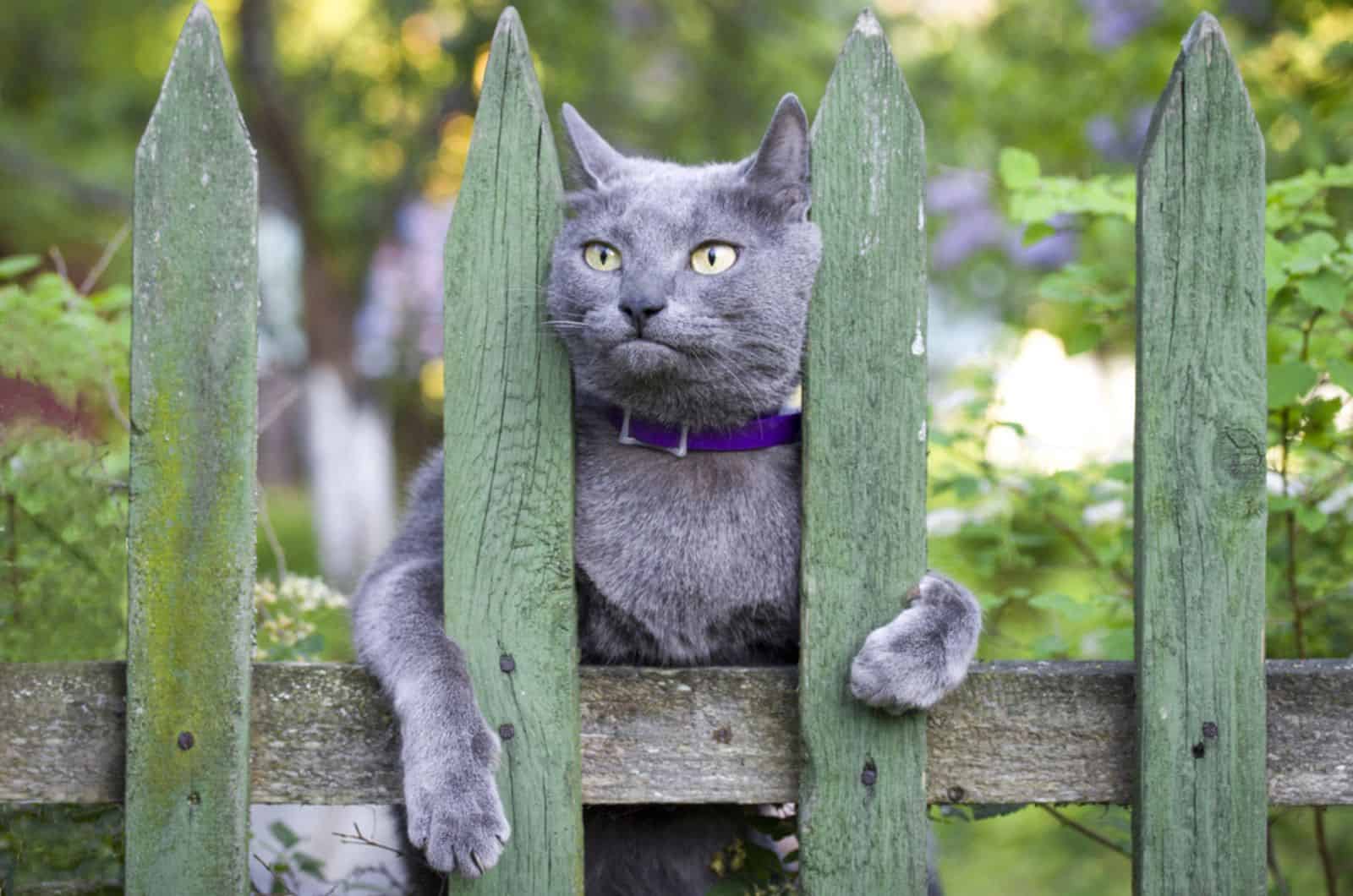 russian blue cat on the fence