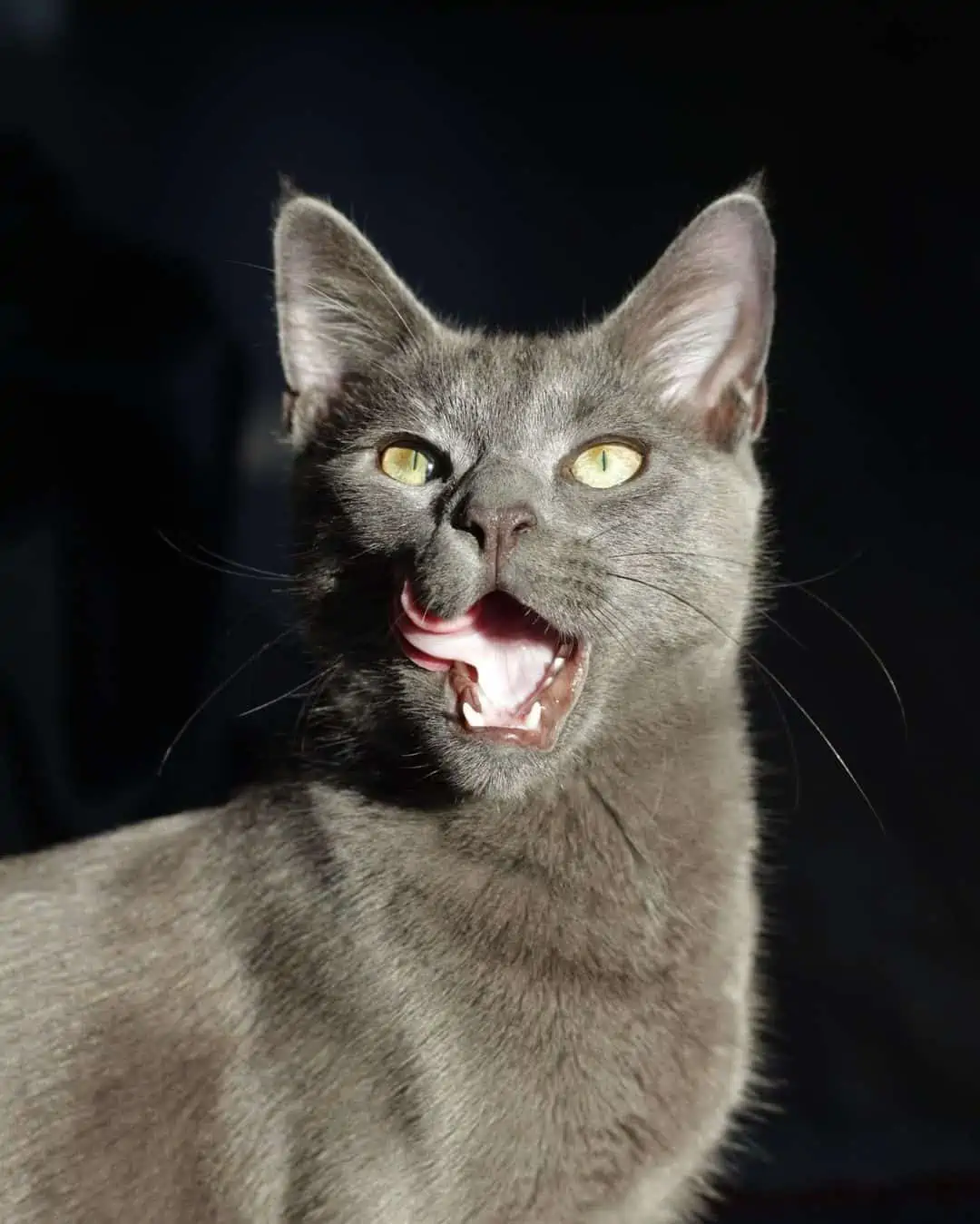 russian blue maine coon