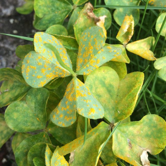 rust spots on leaves