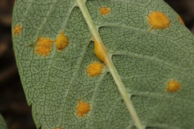 rust spots on leaves