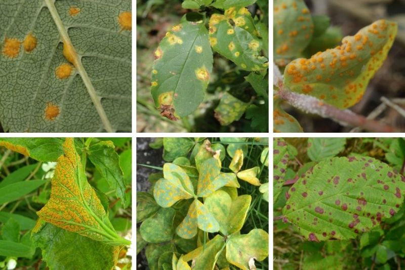 rust spots on leaves