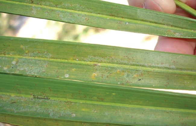 other causes of rust spots on leaves