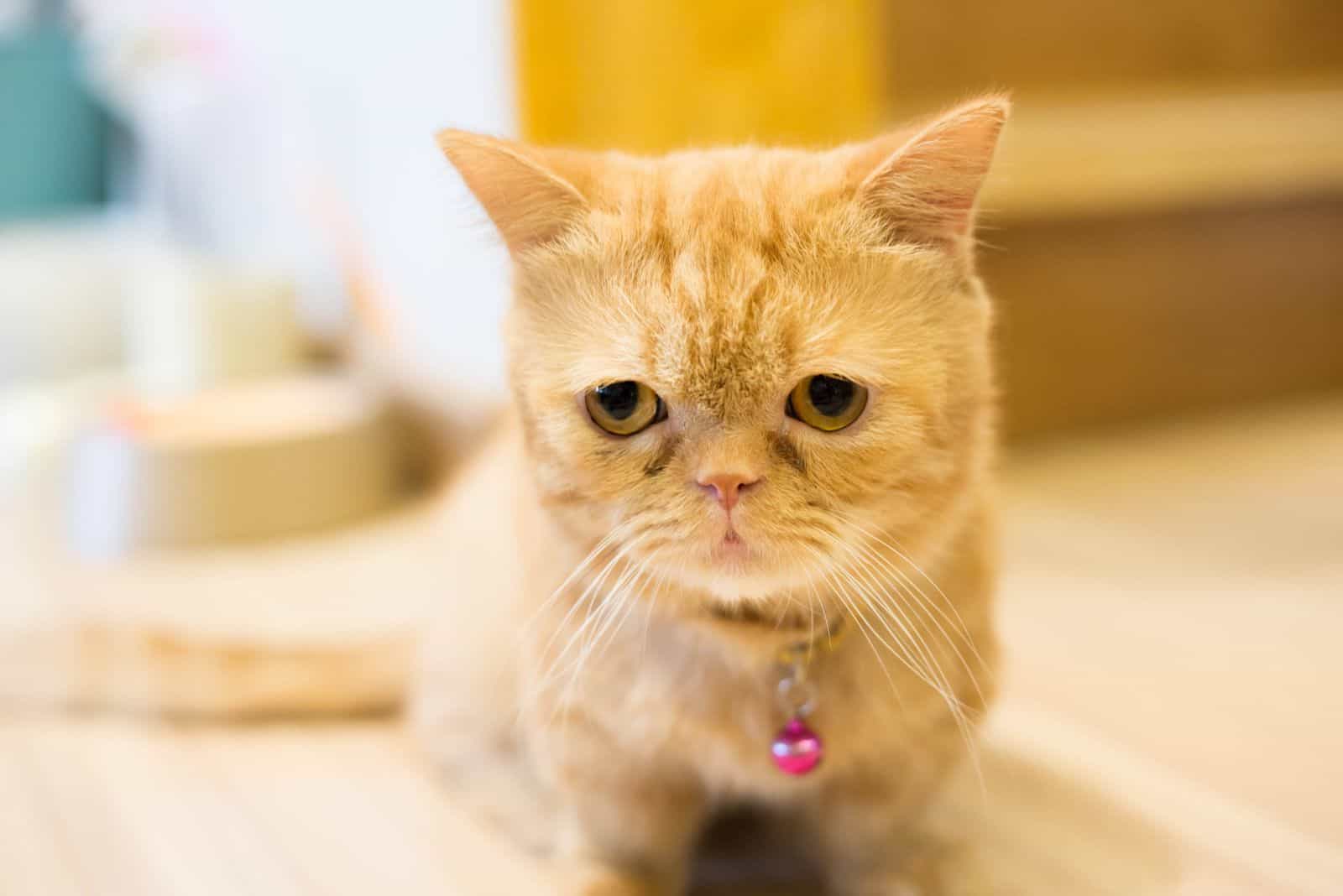 sad Munchkin Cat