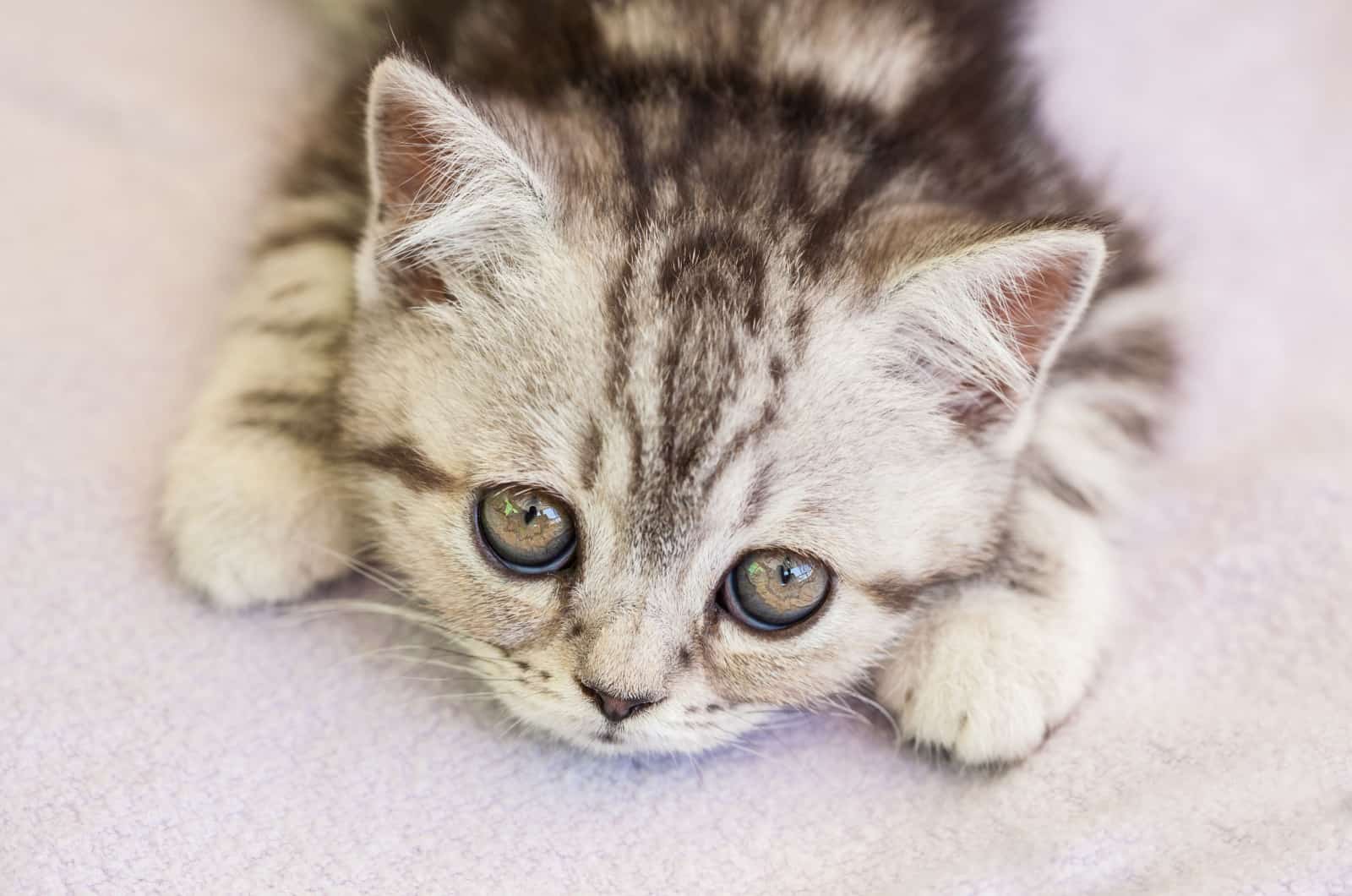 sad tabby kitten lying down and  looking up