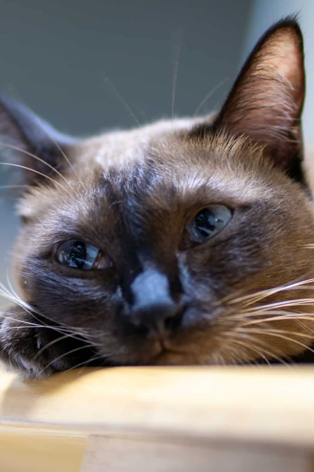 sad siamese cat