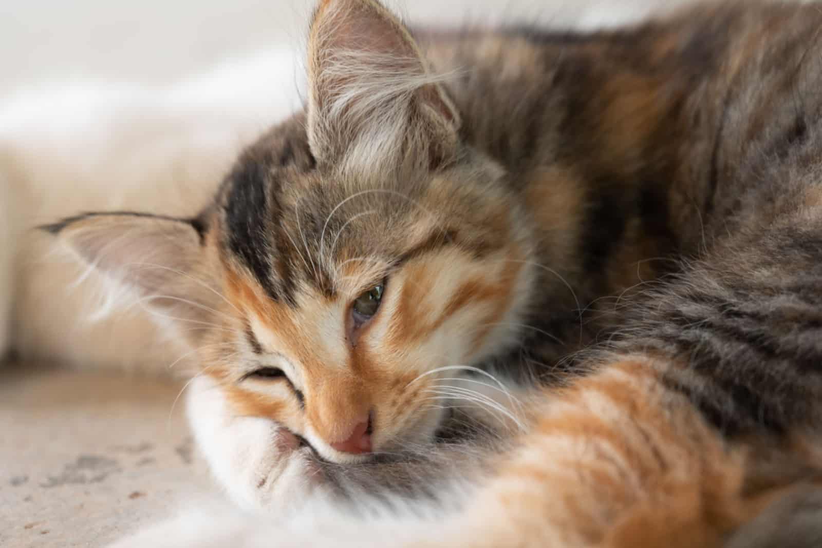 sad tricolor kitten lying on the floor