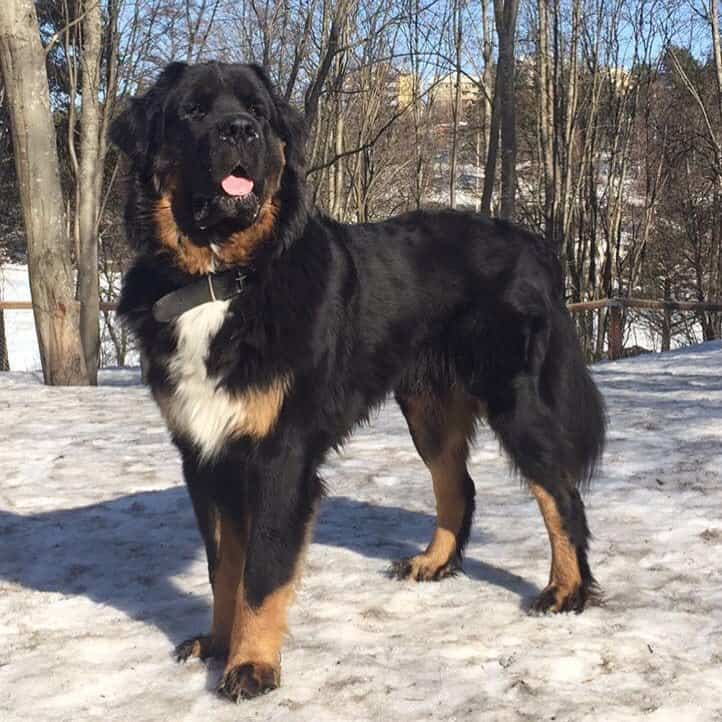 Saint Bernewfie standing in the snow