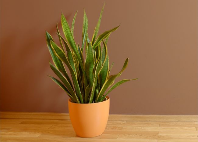 Sansevieria Trifasciata North Facing Window Plants