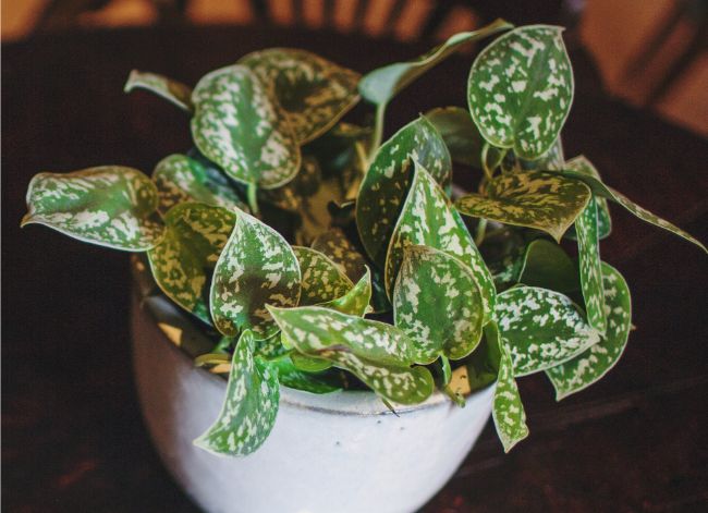 satin pothos care scindapsus pictus