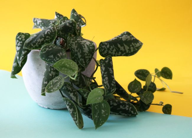 scindapsus pictus satin pothos