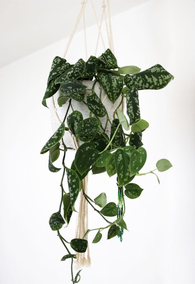 satin pothos care scindapsus pictus