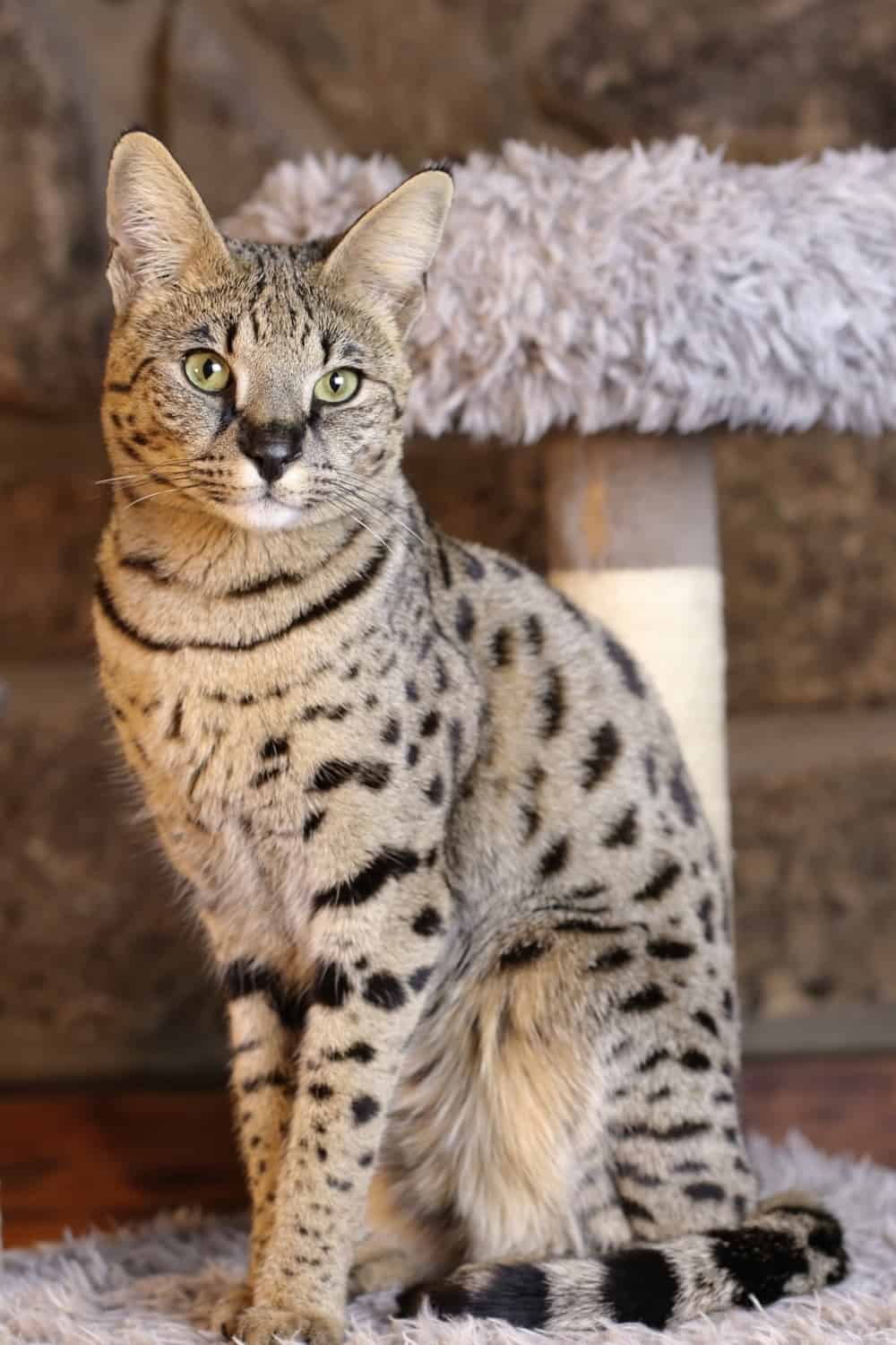 savannah bengal cat sitting