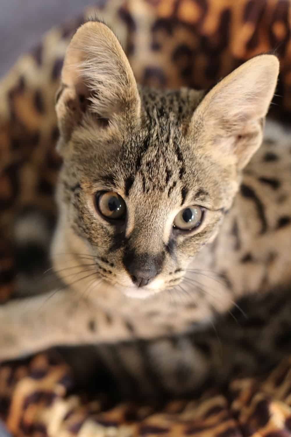 savannah bengal mix cat