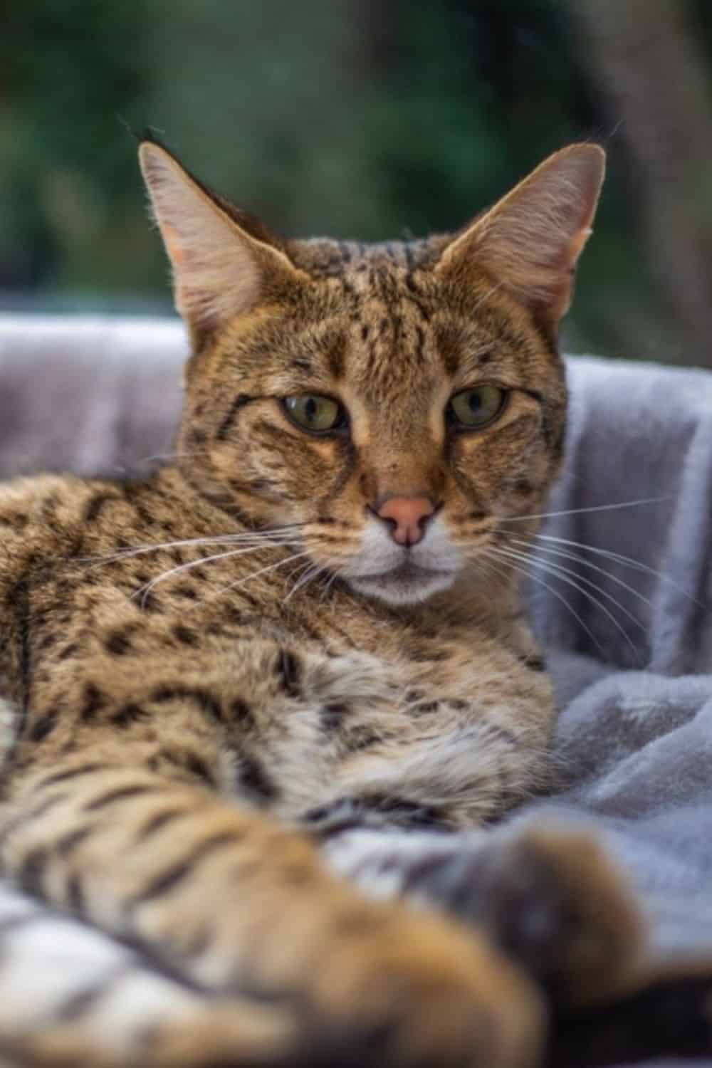 savannah cat laying 