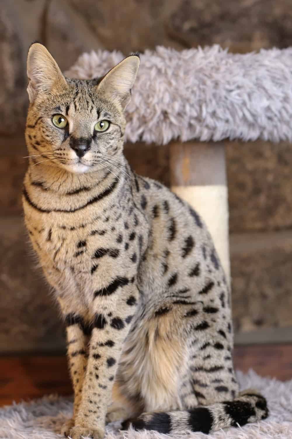 savannah cat sitting