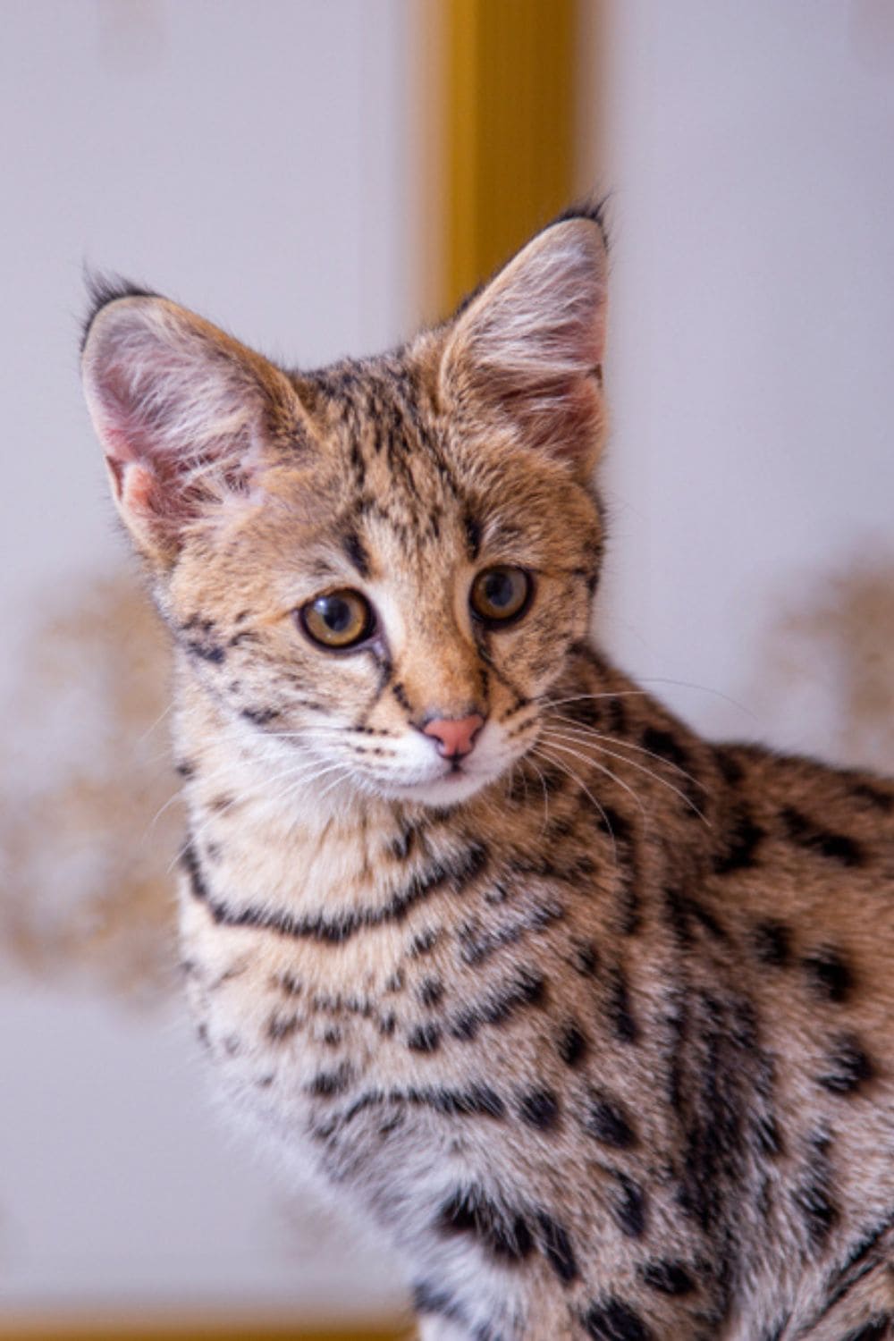 savannah kitten