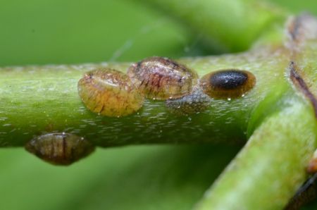 how to get rid of scale insects on houseplants naturally