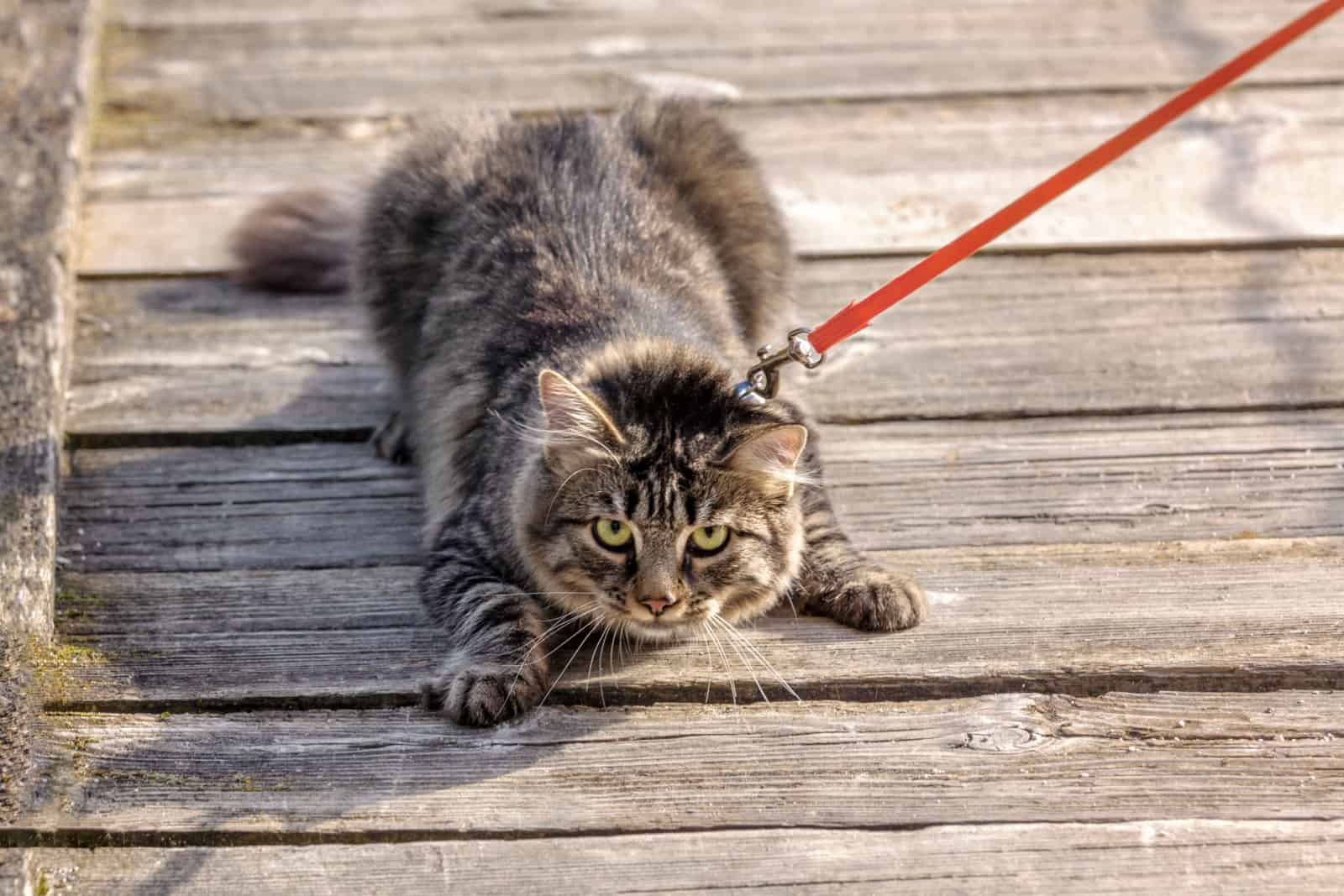 scared gray cat walks on a leash