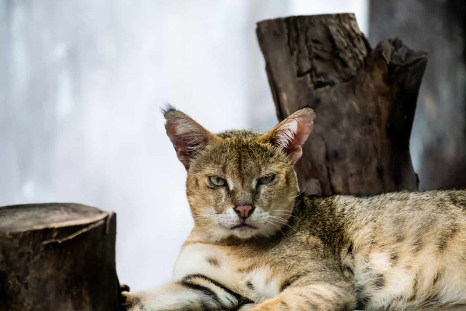 scowling Asiatic Cat