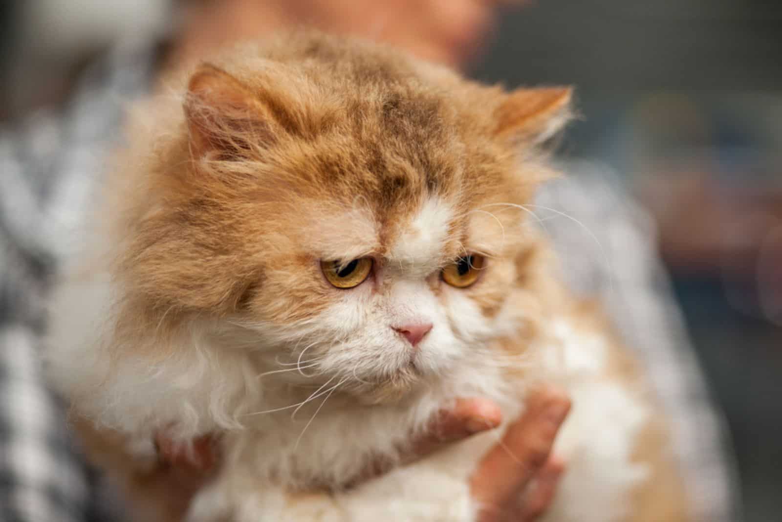 selkirk rex with downcast eyes