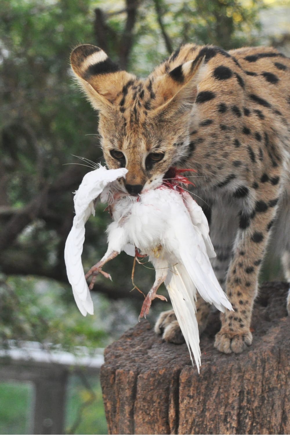 serval cat carrying bird in its mouth