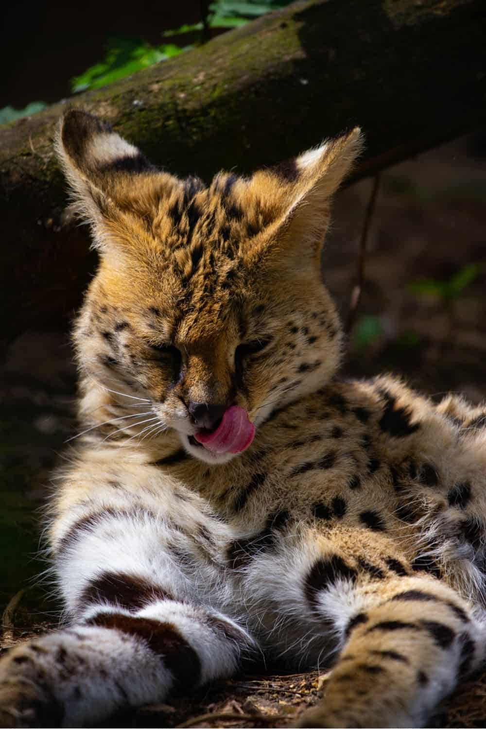 serval cat grooming