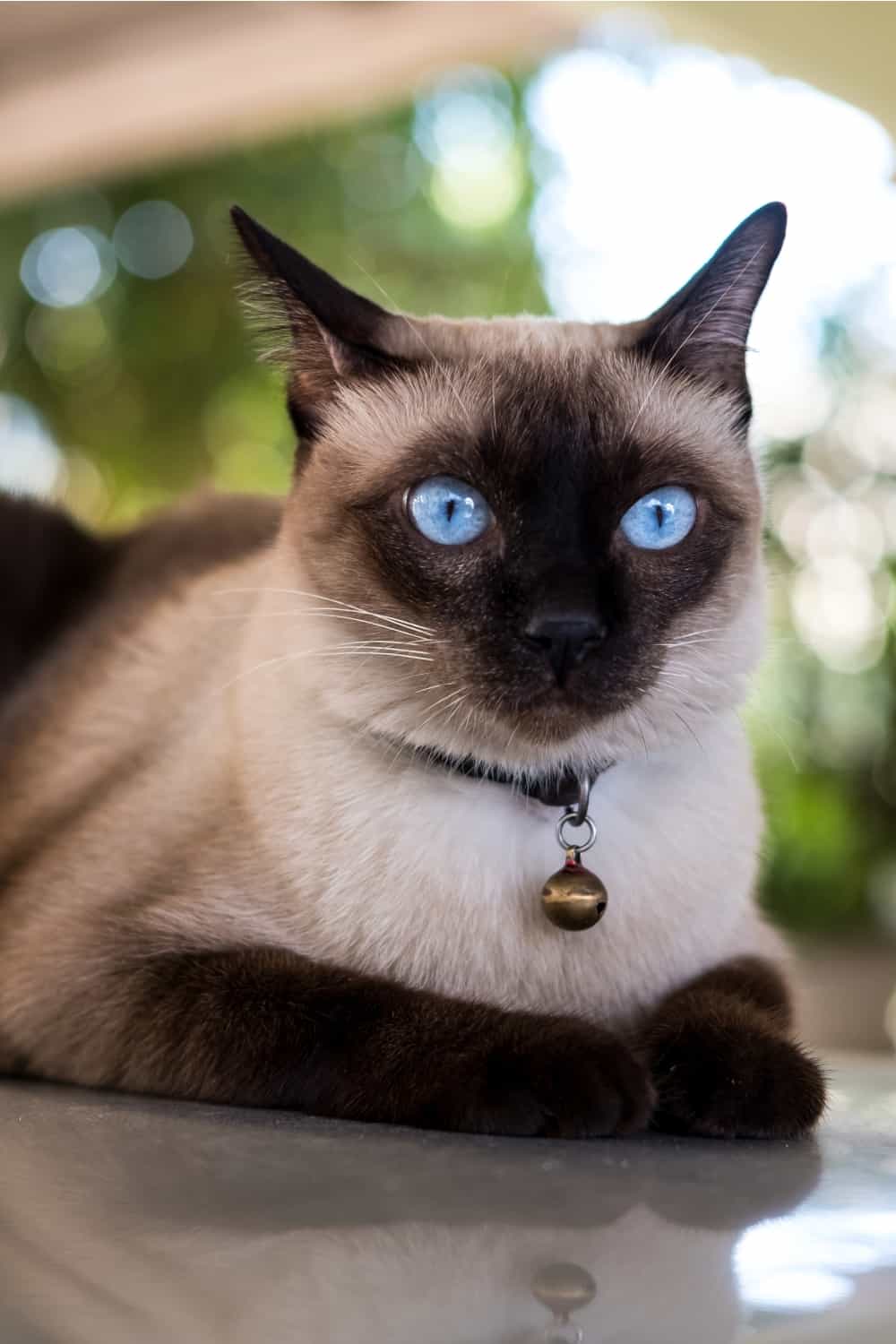 seychellois cat lying