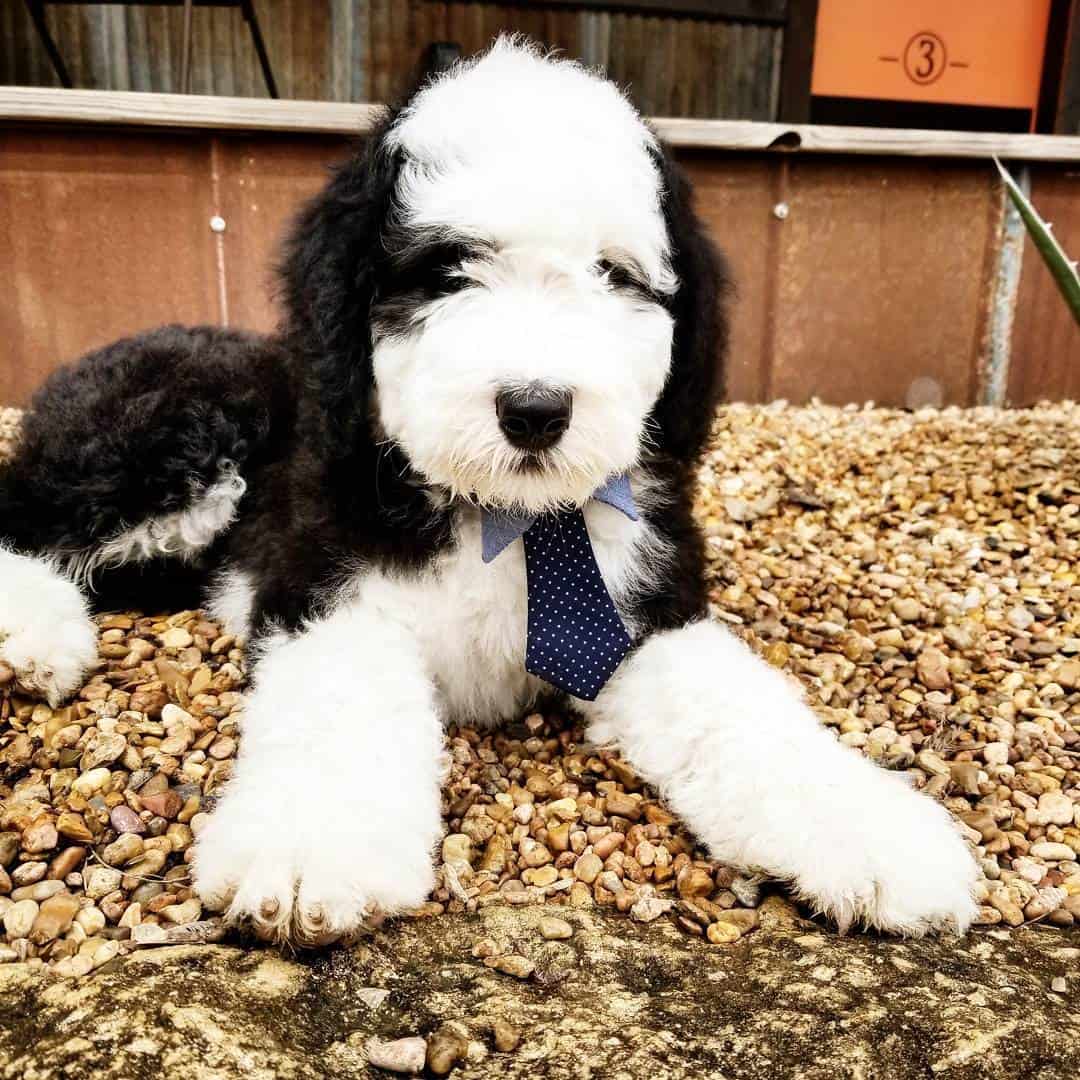 sheepadoodle puppy