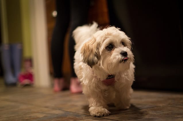 White fluffy shichon walking