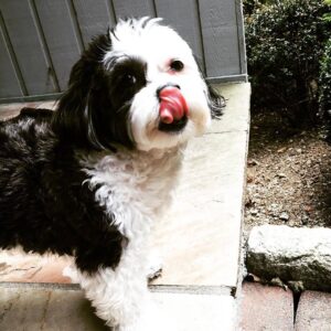 shih-poo-2