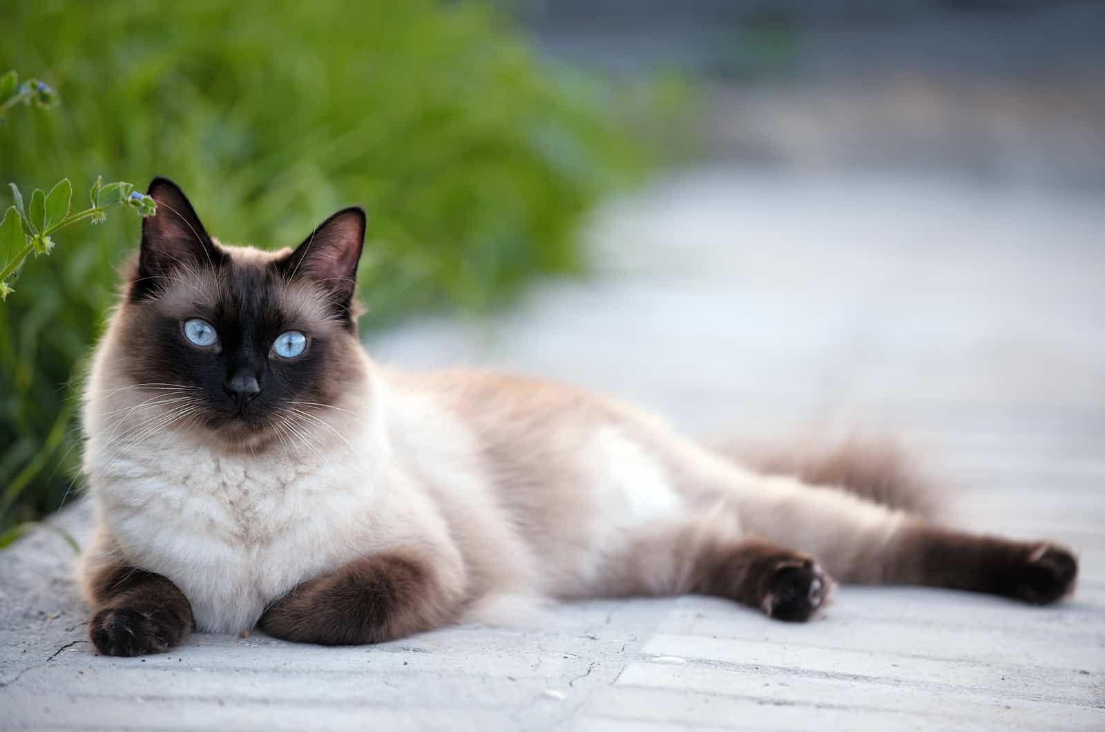 siamese cat lying on floor