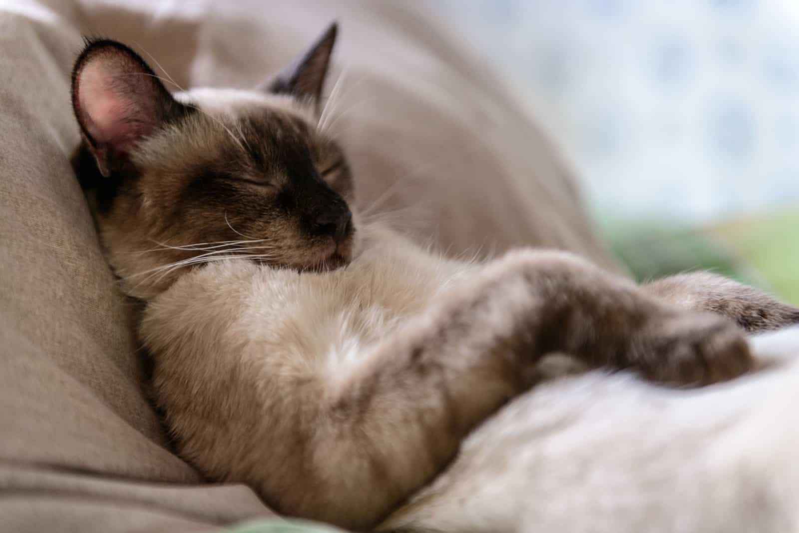 siamese cat resting in bed